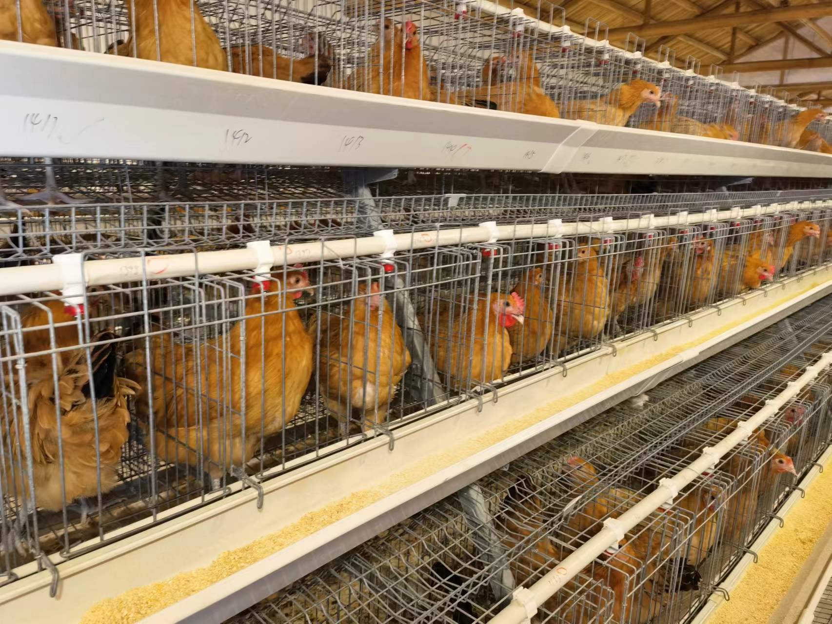 ”JL01“投入中试