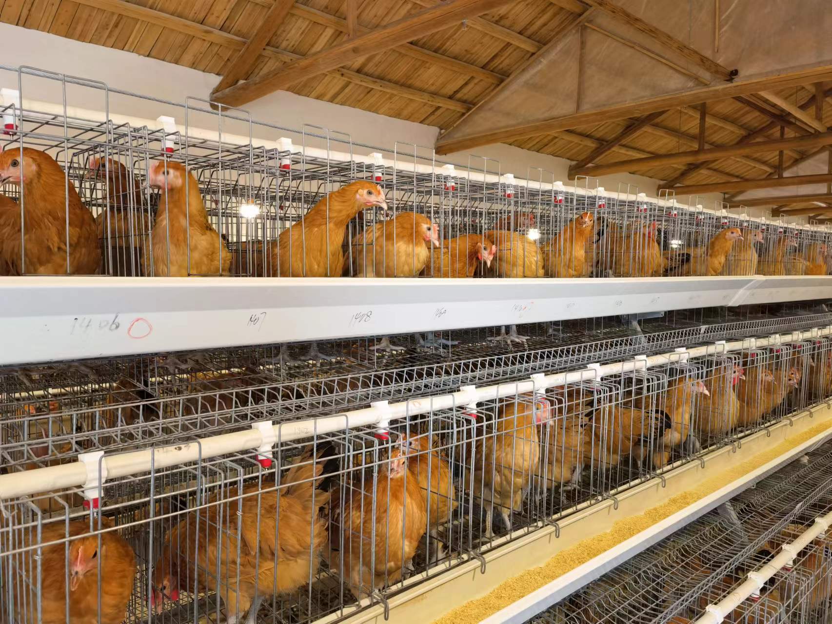 ”JL01“投入中试